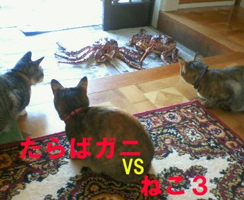 たらばガニとねこ