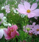 コスモス2
