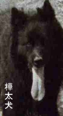 樺太犬